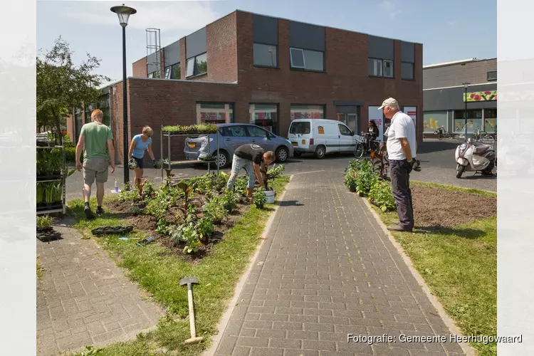 Deze week worden er zomerplanten en bollen geplant op drie plekken in Heerhugowaard