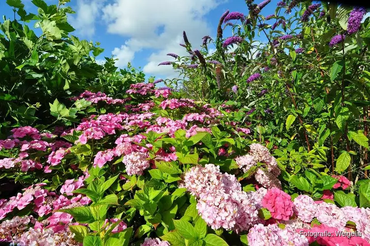 Open Hortensiatuin: Elke vrijdag en zaterdag in juli bij Weigelia