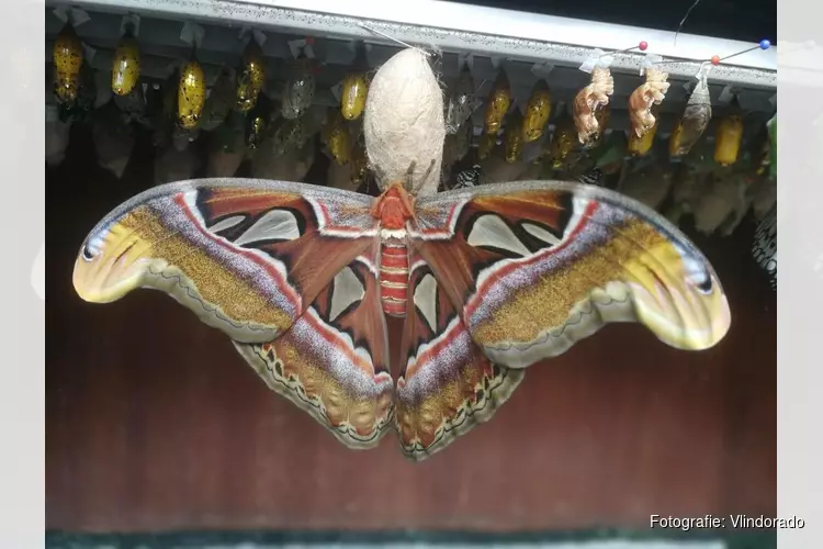 Atlasvlinder geboren in Vlindorado Waarland