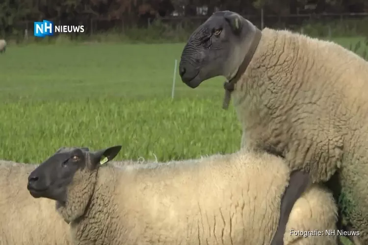 Kordaat is een van de mooiste schapen van Nederland: "Hij is populair bij de vrouwen"