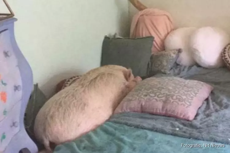 Tachtig kilo aan knorrende liefde: warm thuis voor varken Susie gezocht