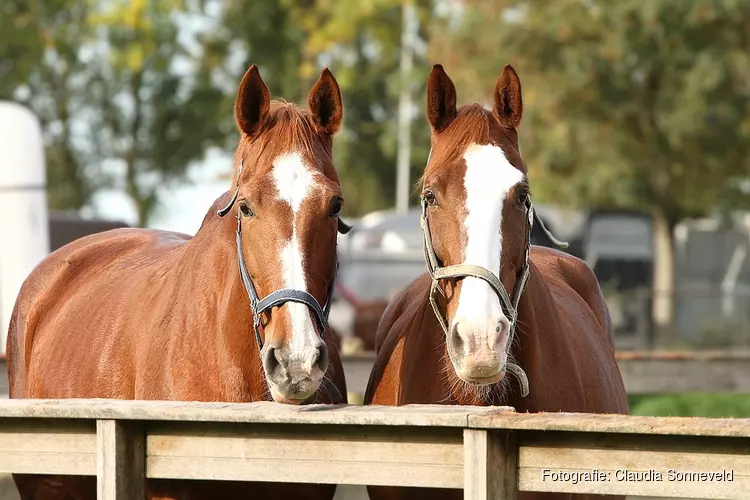 Lizzy, een allerliefst manegepaard, gaat genieten van haar welverdiende pensioen.