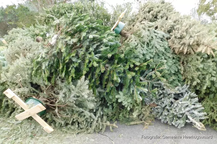 Gemeente Heerhugowaard haalt vanaf week 2 kerstbomen op