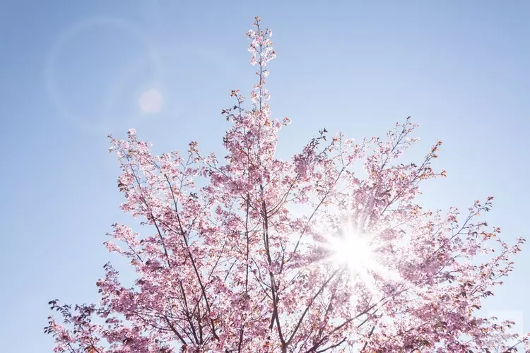 Week begint wisselvallig, daarna weer droog en zonnig