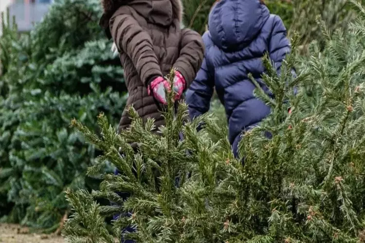 Lever jouw kerstboom in en maak kans op een prijs