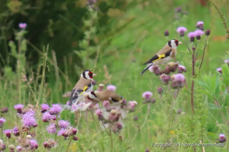 IVN Natuurwandeling door Geestmerambacht