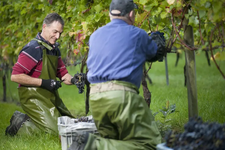 De wijnoogst is bijna binnen bij De Koen