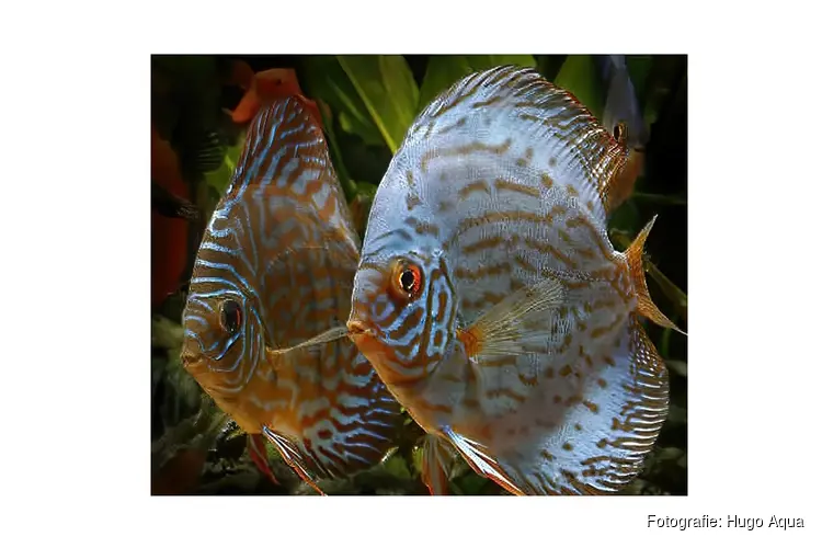 Lezing bij Hugo Aqua: Koning van de Amazone