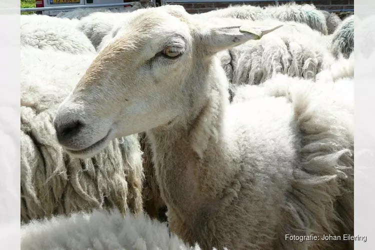 Schapen en lammetjes in de schaapskooi